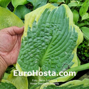 Hosta Giantland Serenity