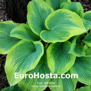 Hosta Giantland Serenity