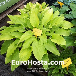 Hosta Gilt by Association