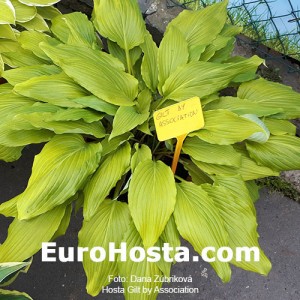 Hosta Gilt by Association