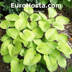 Hosta Gladtidings