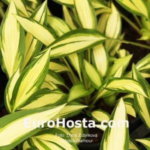 Hosta Glamour - Eurohosta