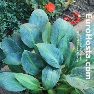 Hosta Goldbrook Glimmer