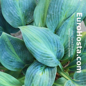 Hosta Goldbrook Glimmer