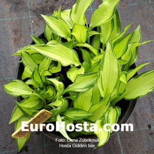 Hosta Golden Isle