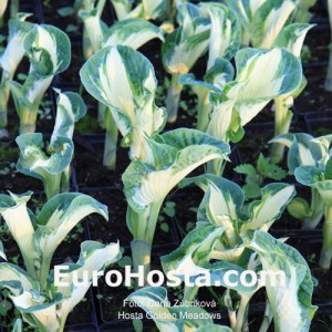 Hosta Golden Meadows - Eurohosta