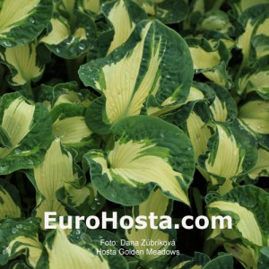 Hosta Golden Meadows - Eurohosta