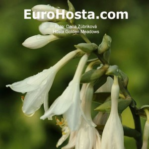 Hosta Golden Meadows - Eurohosta