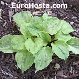 Hosta Golden Needles - Eurohosta