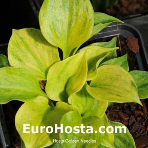 Hosta Golden Needles - Eurohosta