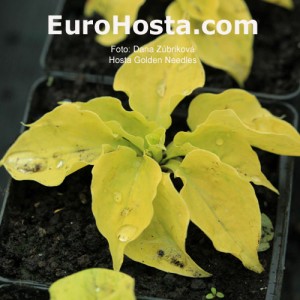 Hosta Golden Needles - Eurohosta