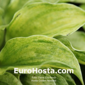 Hosta Golden Needles - Eurohosta