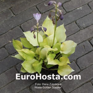 Hosta Golden Scepter