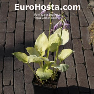 Hosta Golden Scepter