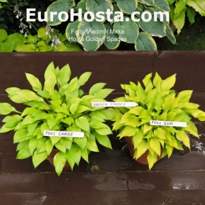 Hosta Golden Spades 