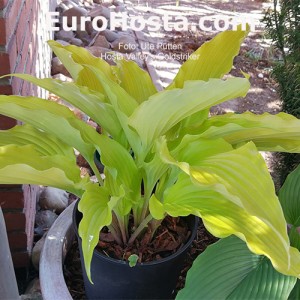 Hosta Valley's Goldstriker