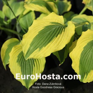 Hosta Goodness Gracious - Eurohosta