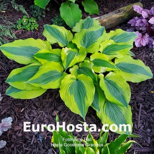 Hosta Goodness Gracious - Eurohosta