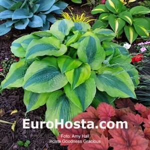 Hosta Goodness Gracious - Eurohosta