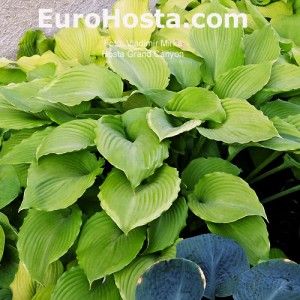 Hosta Grand Canyon