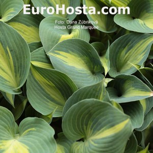 Hosta Grand Marquee - Eurohosta