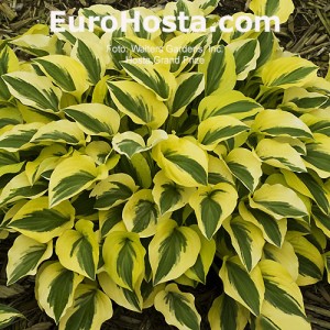 Hosta Grand Prize - Eurohosta