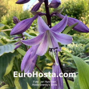 Hosta Granny’s Smile