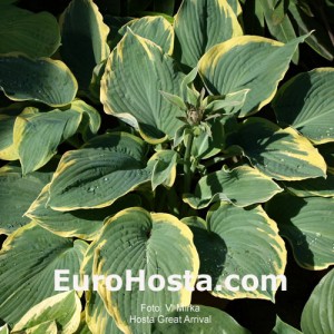 Hosta Great Arrival - Eurohosta