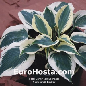 Hosta Great Escape - Eurohosta