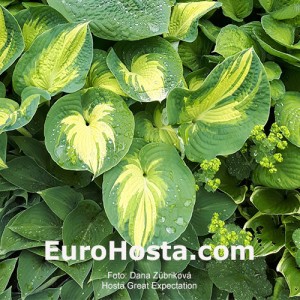 Hosta Great Expectations