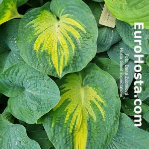 Hosta Great Expectations