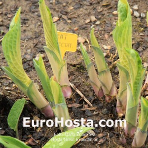 Hosta Great Expectations - Eurohosta