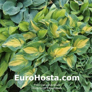 Hosta Great Expectations - Eurohosta