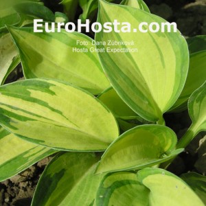 Hosta Great Expectations - Eurohosta