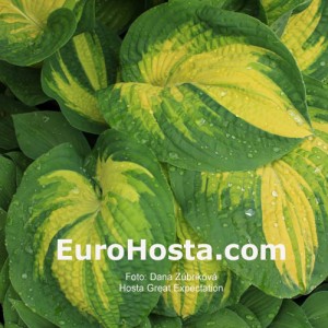 Hosta Great Expectations - Eurohosta