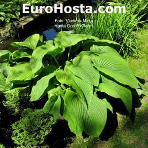 Hosta Green Acres