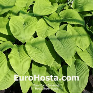 Hosta Green Acres