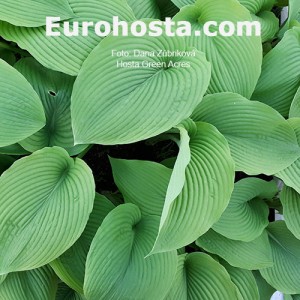 Hosta Green Acres