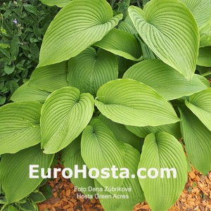 Hosta Green Acres