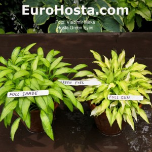 Hosta Green Eyes