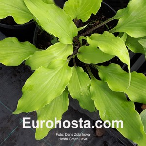 Hosta Green Lava