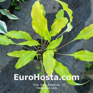 Hosta Green Lava