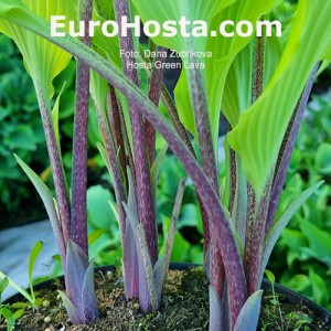 Hosta Green Lava