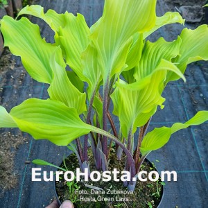 Hosta Green Lava