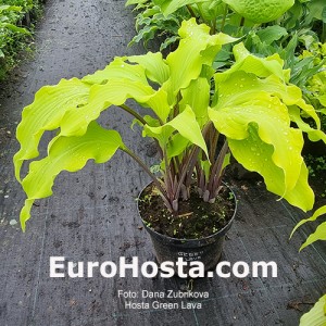 Hosta Green Lava