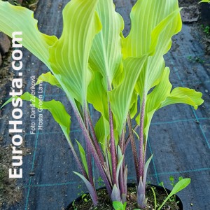 Hosta Green Lava