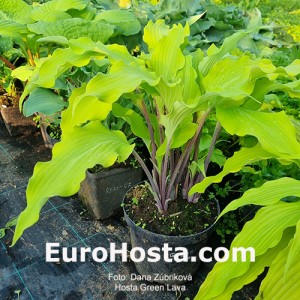 Hosta Green Lava