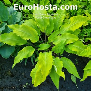 Hosta Green Lava