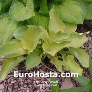 Hosta Grey Ghost