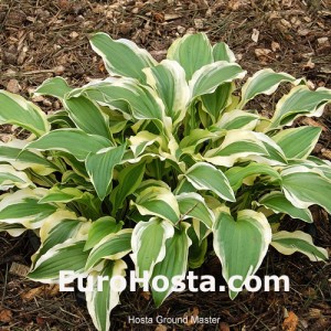 Hosta Ground Master - Eurohosta